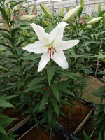 [5371 Constanta 2N VZ No02.JPG]